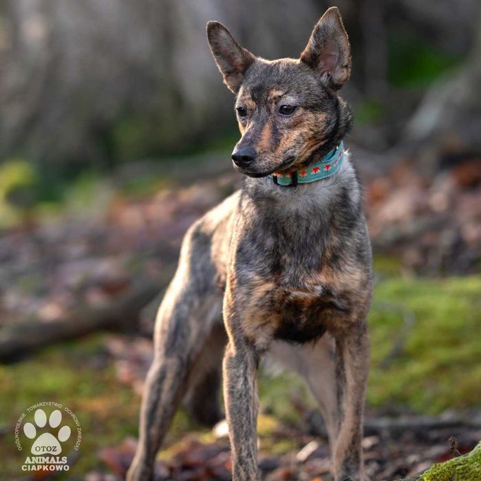 Nieśmiała Dusia czeka na spokojny dom! OTOZ Animals Ciapkowo