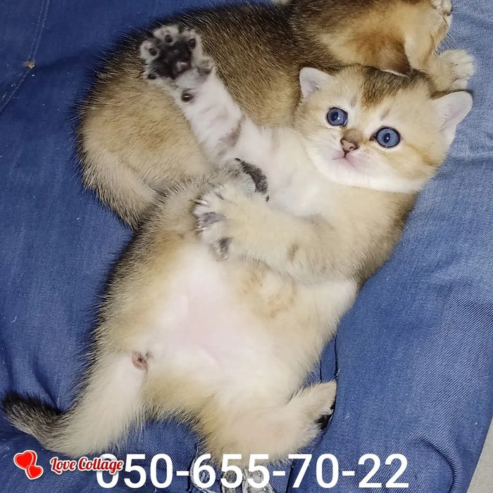 Британские Котята Золотой Шиншиллы