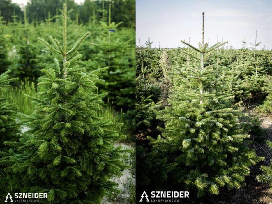 Jodła kaukaska cięta Choinki 300 cm Choinki Hurtowo Wielkopolska