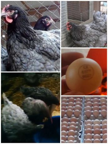 Инкуб.яйцо Доминант Украина Чехия опт и розница