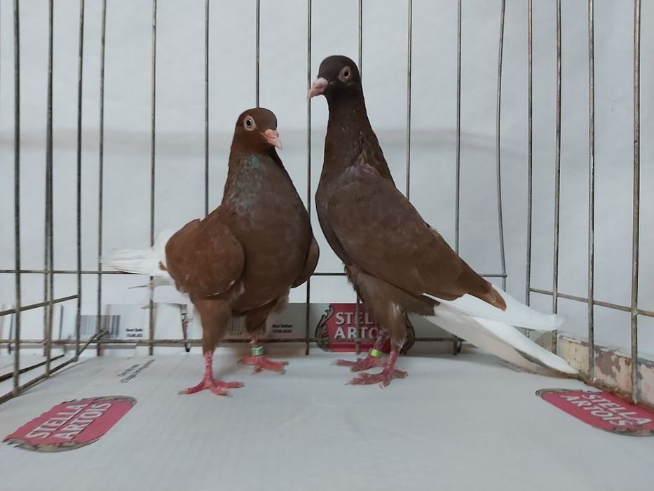 Gołębie Wyszfance Kończate