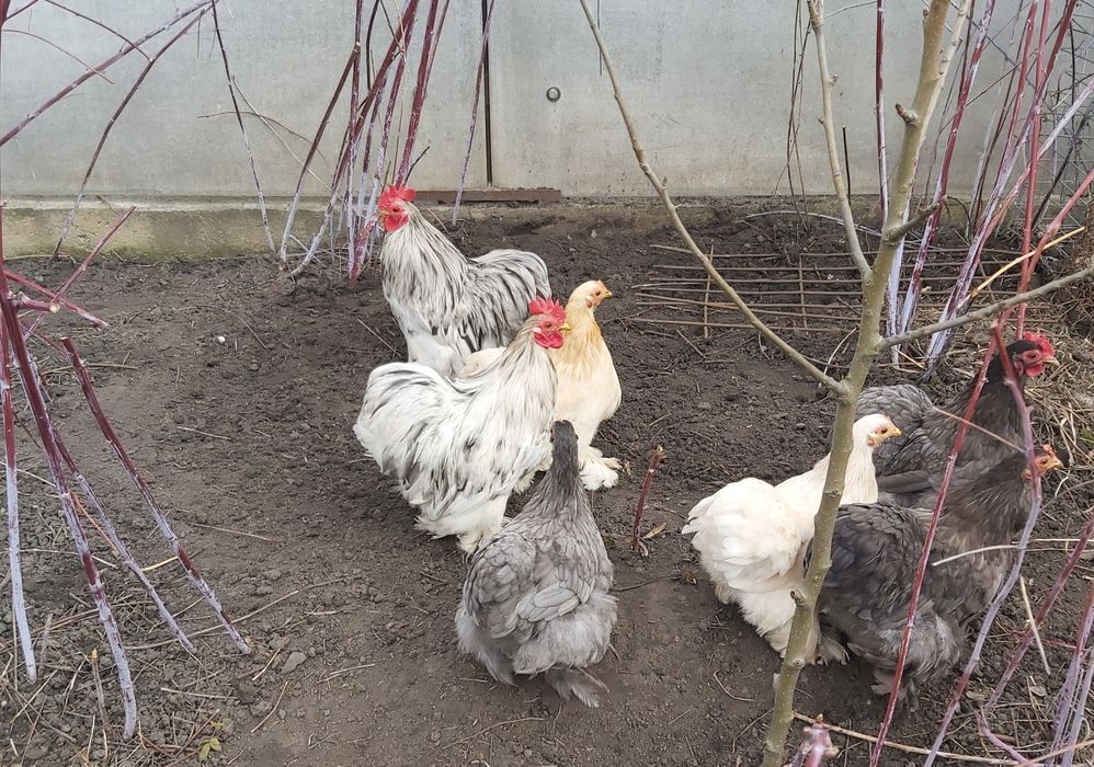 Кури КОКІНХІН  карликовий. КОКИНХИН