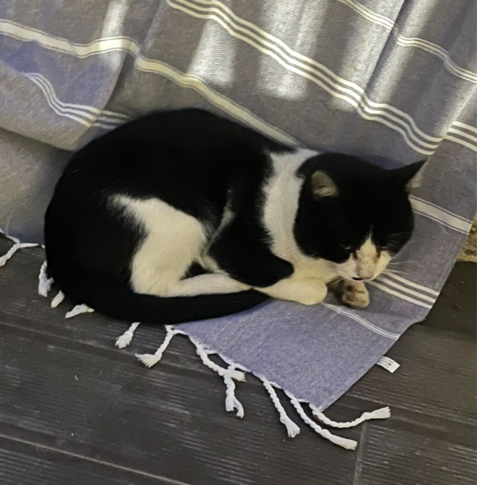 Gato para adoção