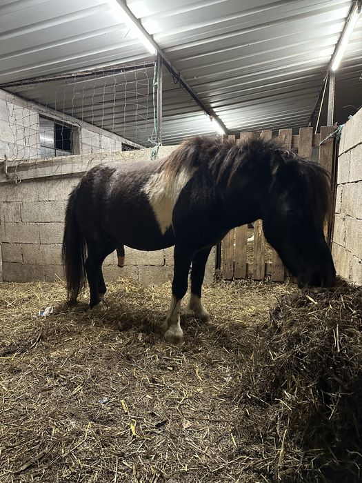 Ponei macho inteiro - cobrir