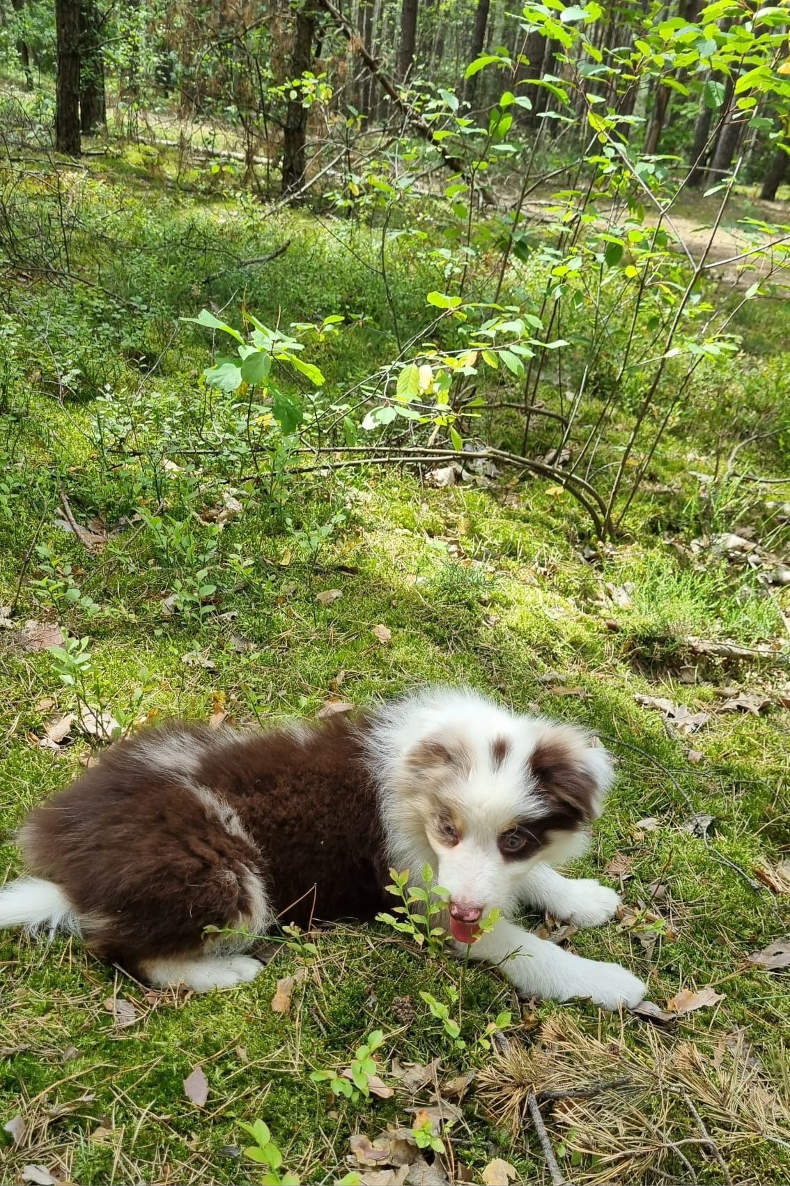 Border Collie piesek czekoladowy tricolor badania