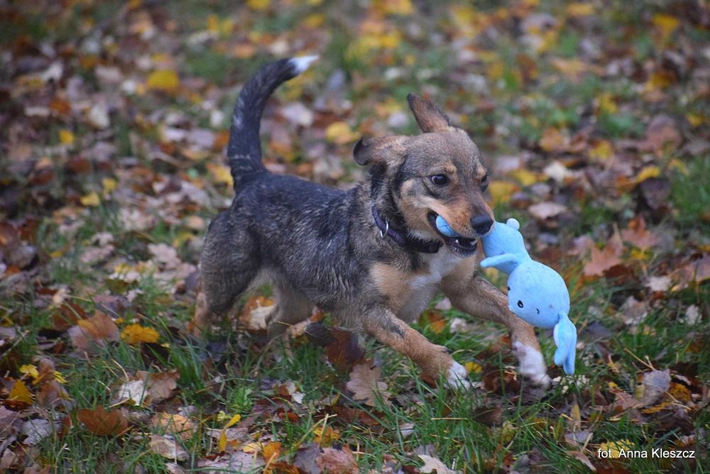 Młoda 10-kilowa suczka Bonita szuka dobrego domu