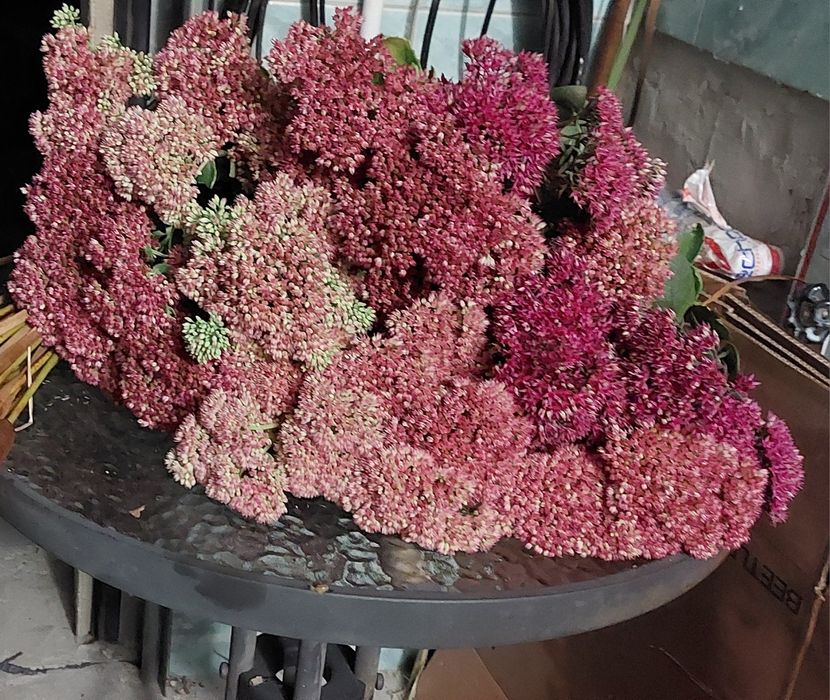 Cięte świeże kwiaty  rozchodnik okazały