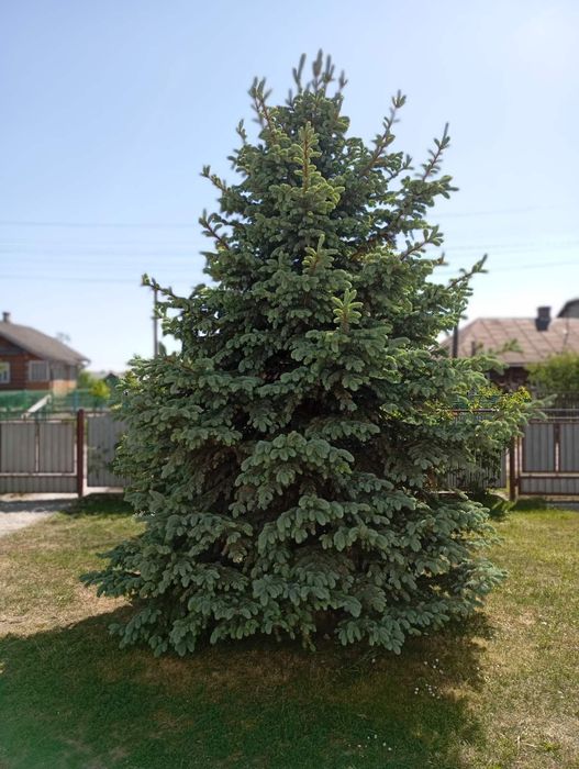 Продається голубенька польська ялинка