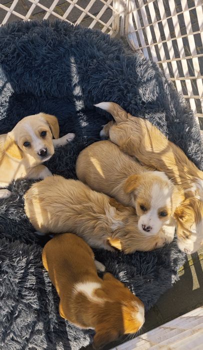 Cudowne pieski szukają domu