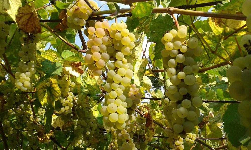 Саджанці сортів винограду для виготовлення вина