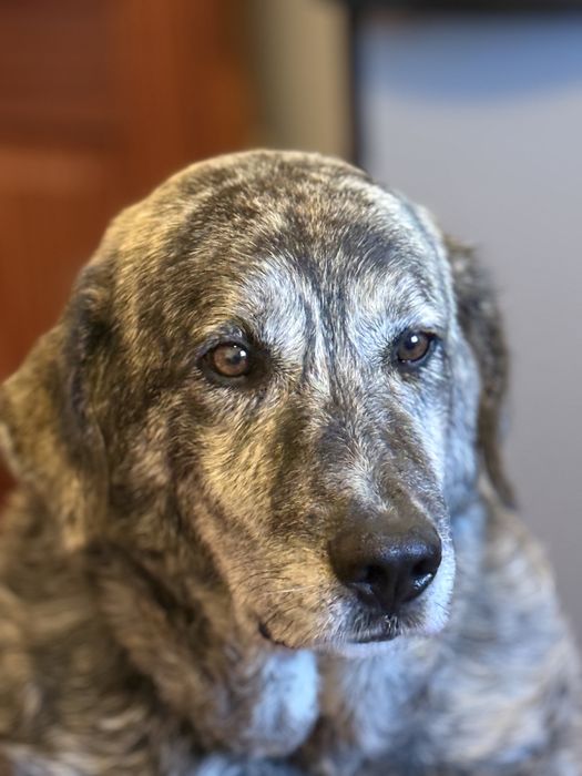 Cadela Rafeiro Alentejano esterilizada