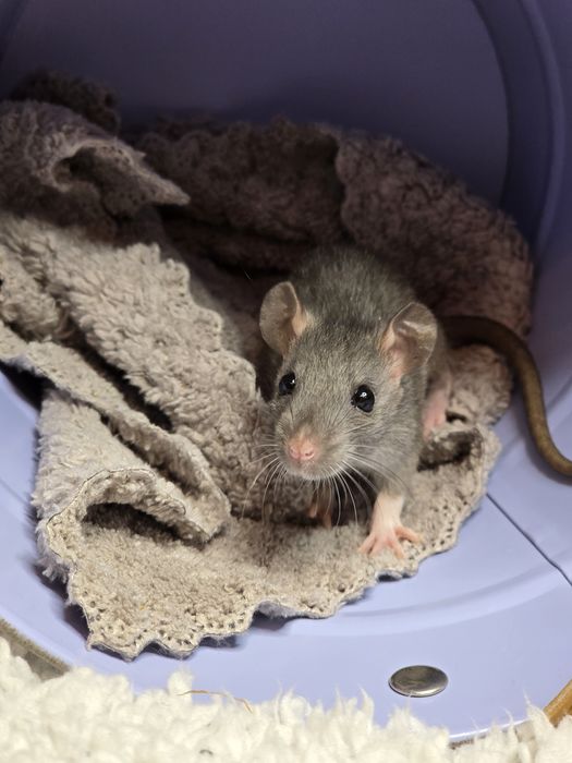 Домашние крысята дамбо, крыски, декоративные крысы