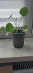 Pilea pieniążek sadzonka