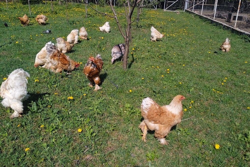 Продам сім'ю Брама лимон