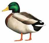 Pato Real - casal