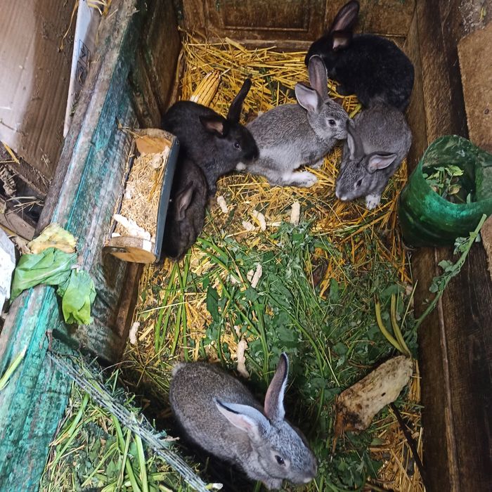 Кролики самки та самці