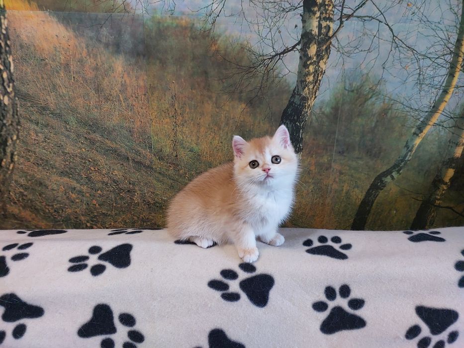 Золота шиншилла красуня