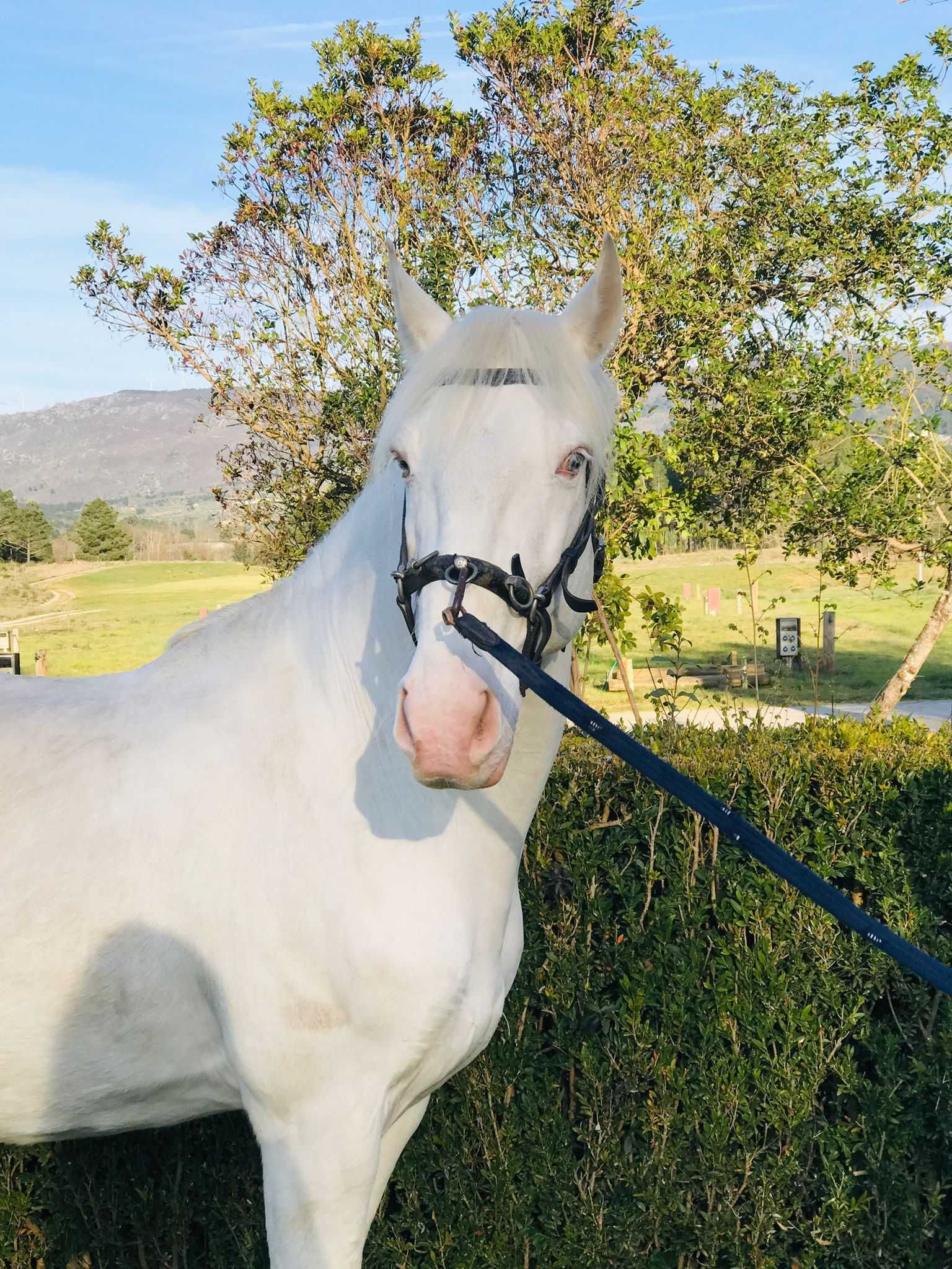 Cavalo Lusitano Isabel