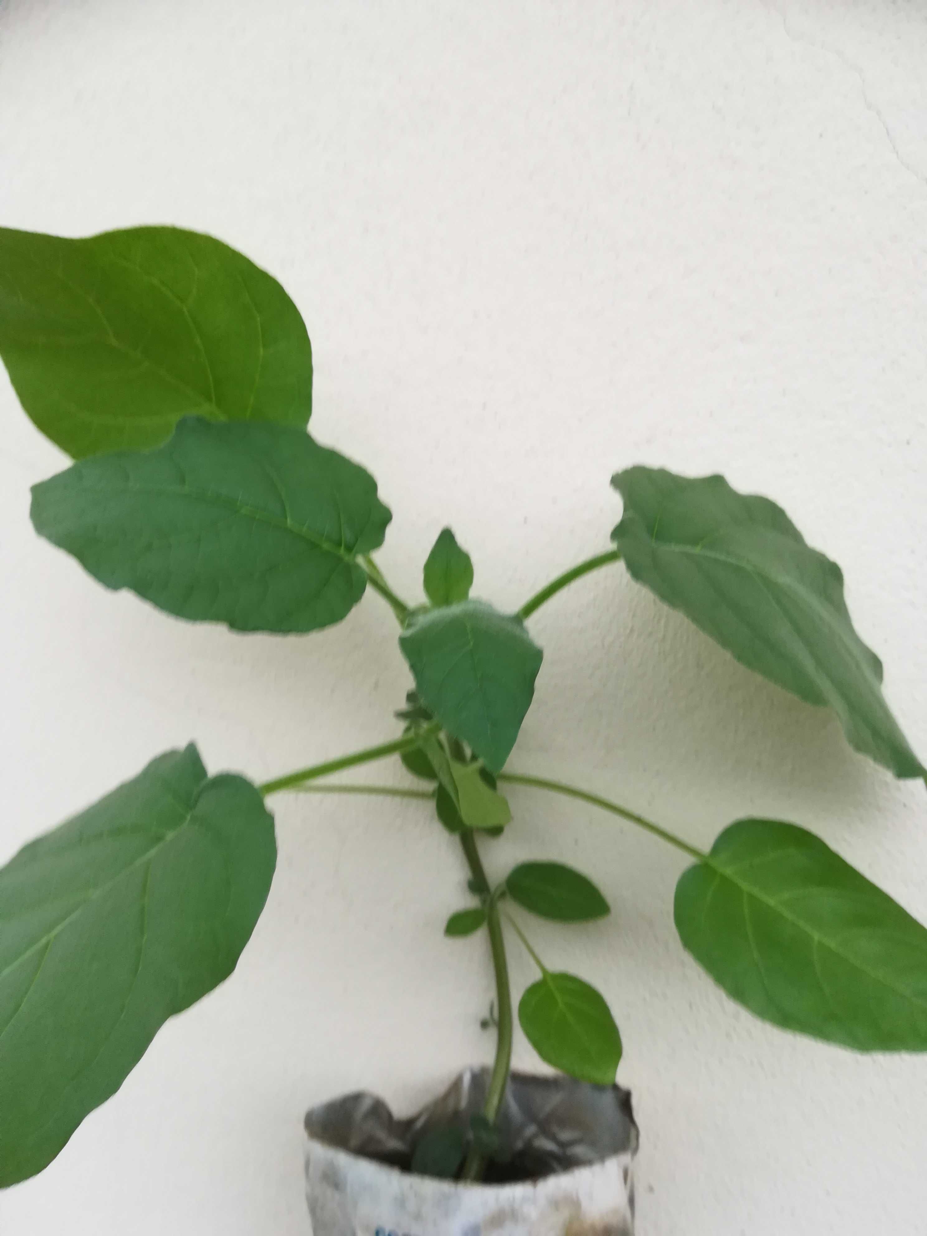 Tamarilho Anão - Solanum Abutiloides