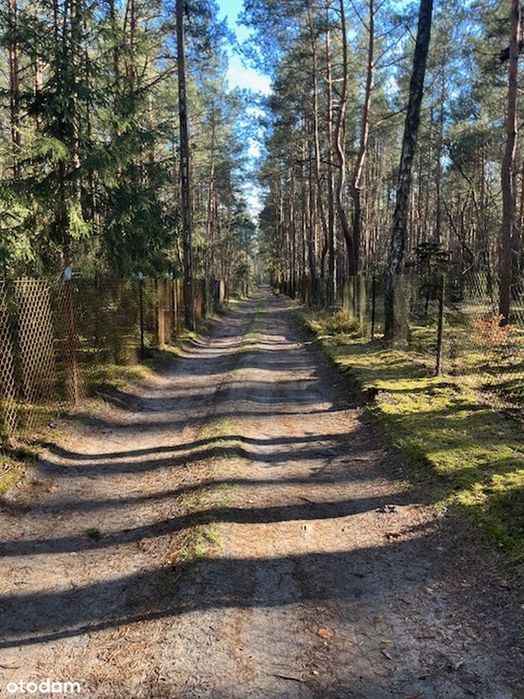 Syndyk sprzeda udział 1/2 w niezabudowanej działce w Nowym Żabieńcu