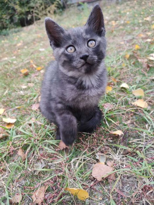 Отдам котят в хорошие руки