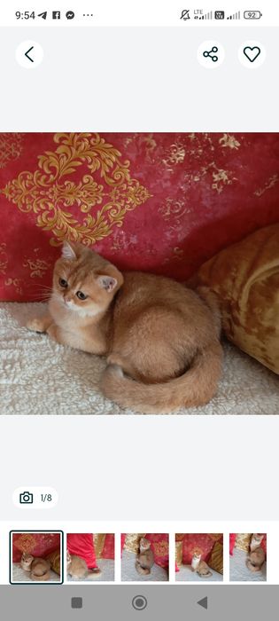 Kotek .Brytyjska złota szynszyla w kolorze ny11