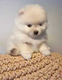 Pomeranian Szpic Miniaturowy po Championie typ BabyDoll Suczka