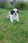 Pies rasy Shih Tzu z rodowodem