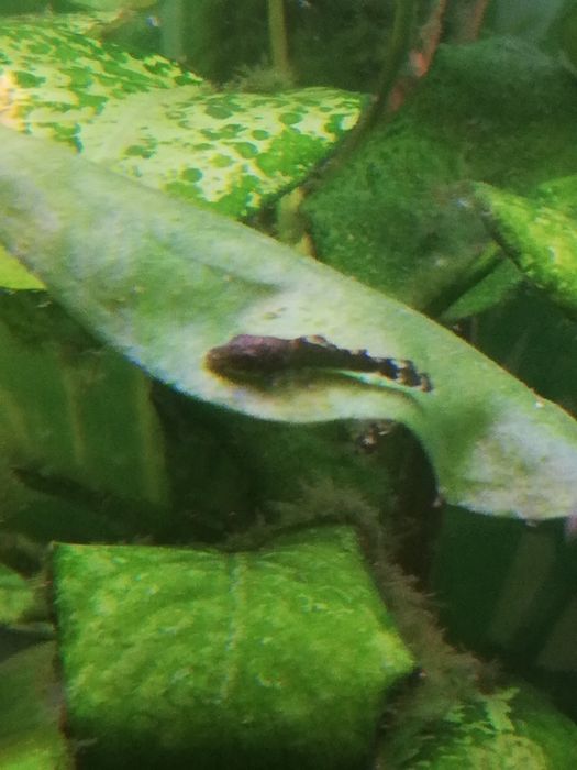 Młode zbrojniki niebieskie