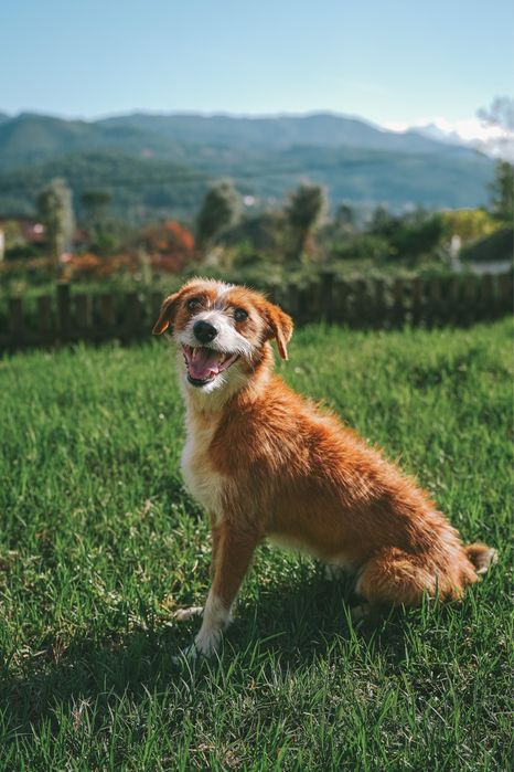 Cão macho para adoção responsável