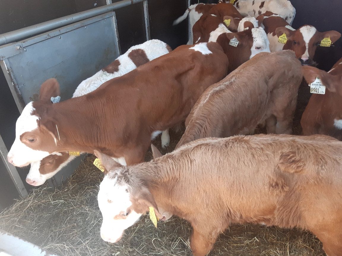 Cieleta na chów Grodzisk miesne