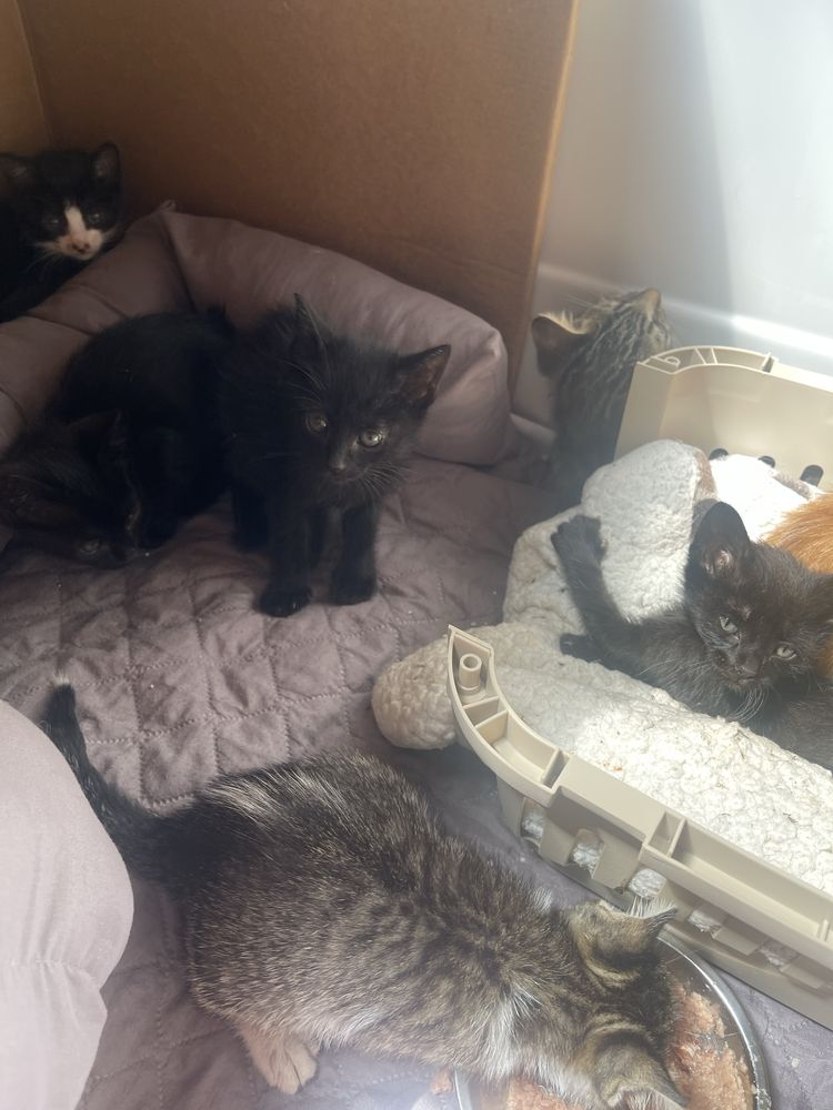 Gatinhos bebés para adoção