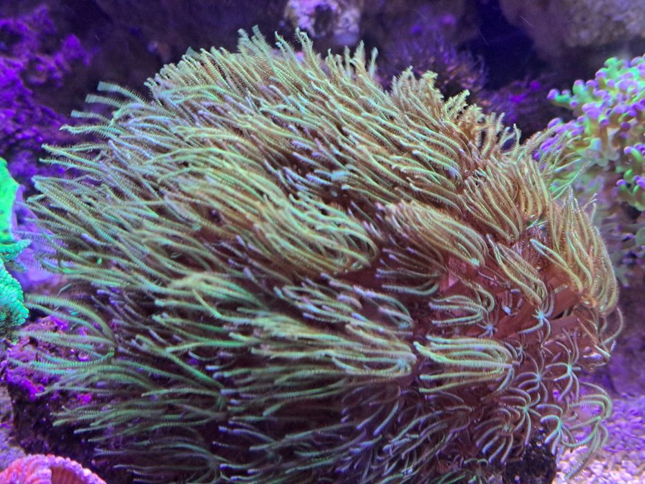 Tubipora musica koralowiec morskie