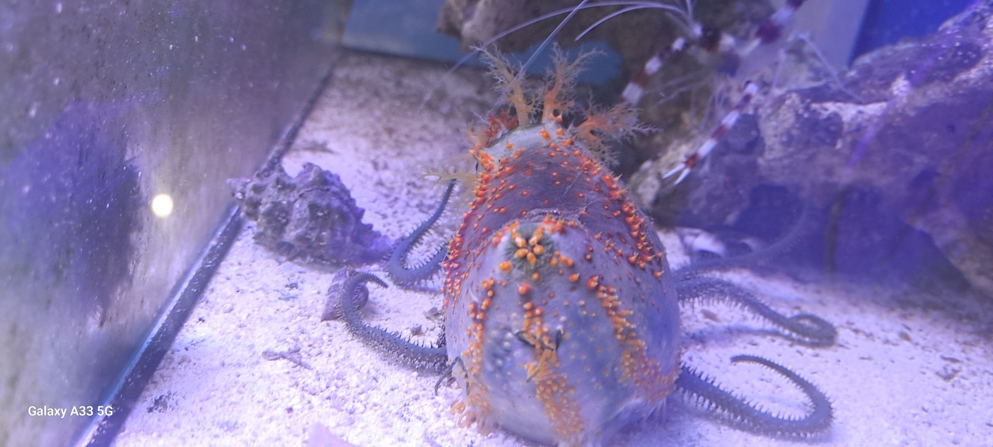 Strzykwa Pseudocolochirus violaceus Sea Apple