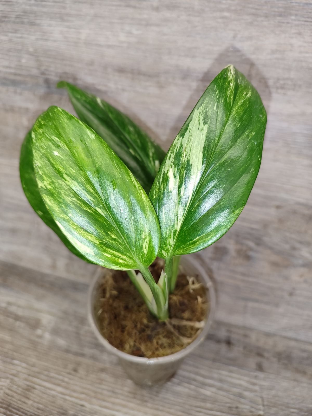 Monstera Standleyana yellow variegated