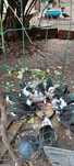 Patos mudos novos