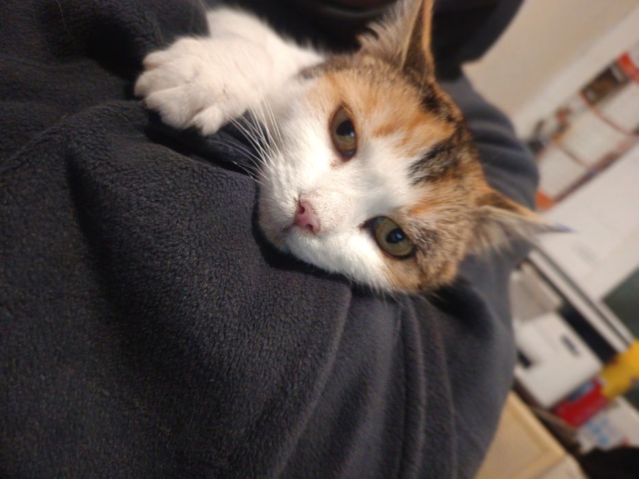 Милка, девочка, 2 годика