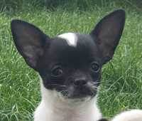 Chihuahua INES czarno-biała sunia