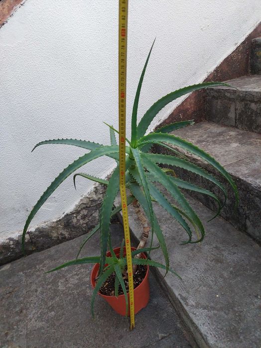 Aloe arborescens