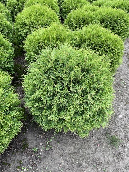 Żywotnik zachodni 'Woodwardi' Thuja occidentalis 0,8-1 m