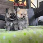 Szpice Miniaturowe Pomeranian Boo