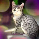 Gatinho bebé para adoção