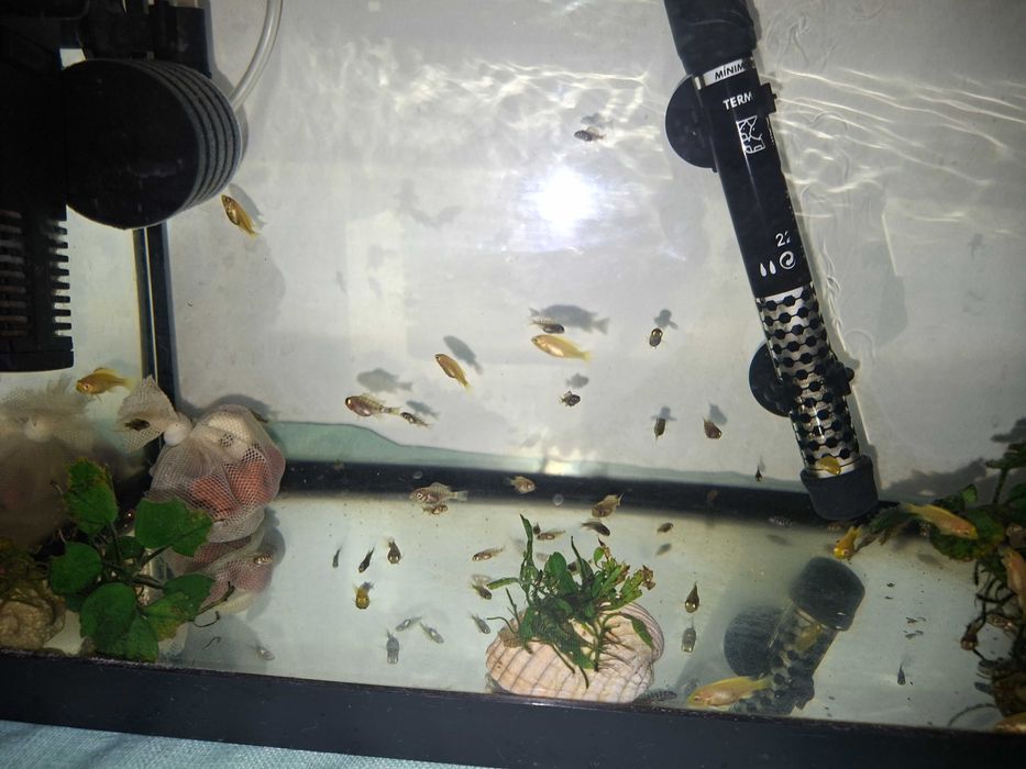 Ciclideos Africanos Lago Malawi