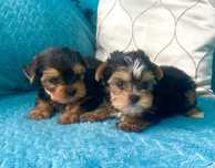 Yorkshire terrier- szczenię