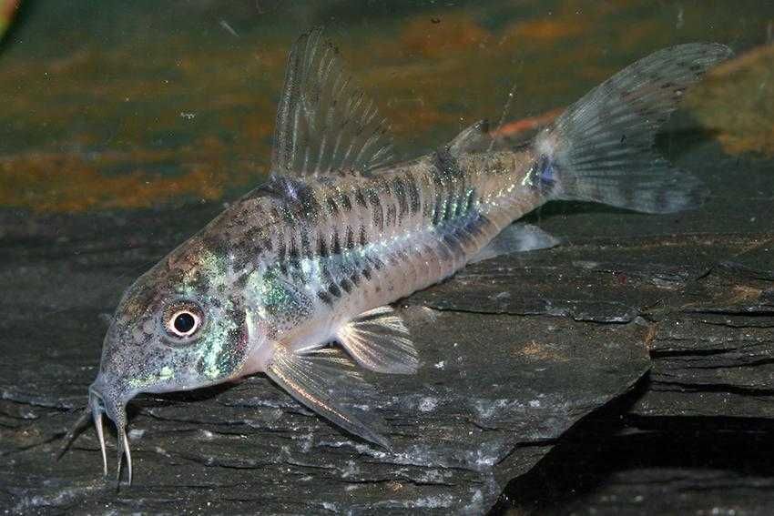 Kirysek pstry - Corydoras paleatus - Kirys - dowóz, wysyłka