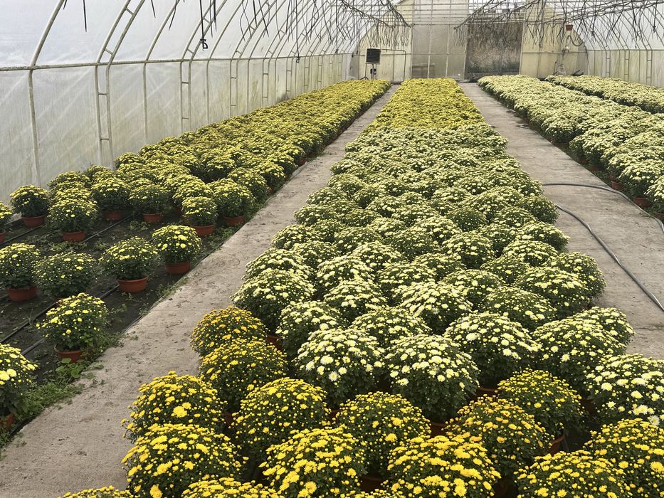 Chryzantemy drobnokwiatowe