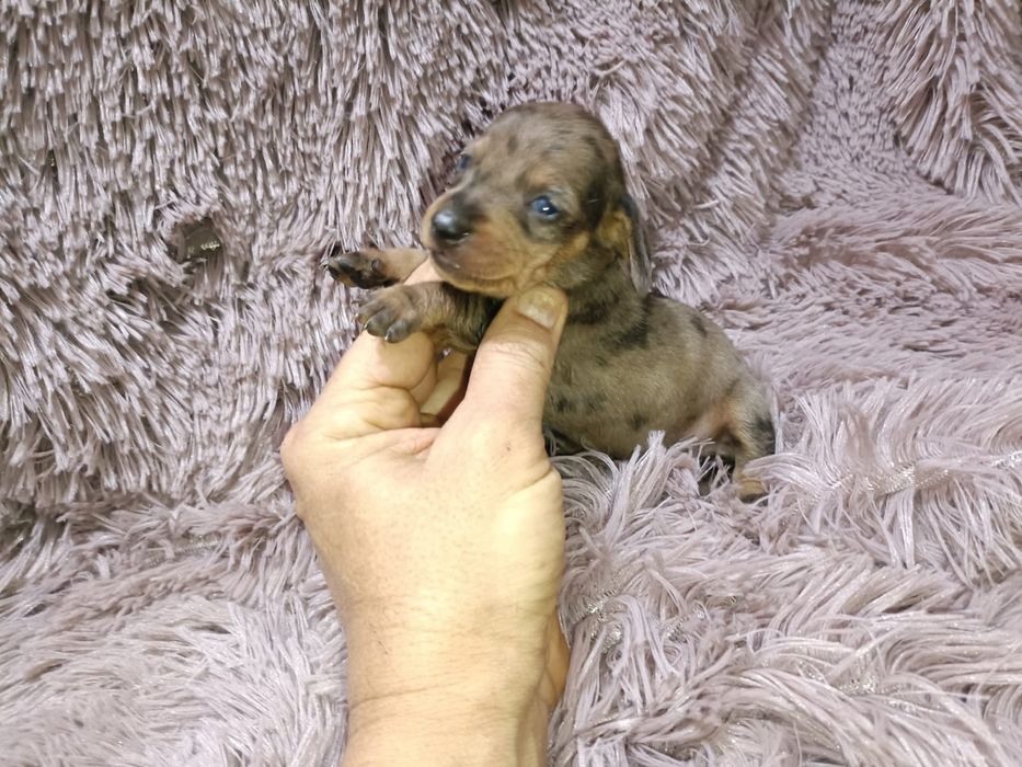 Teckel kanichen fêmea arlequim