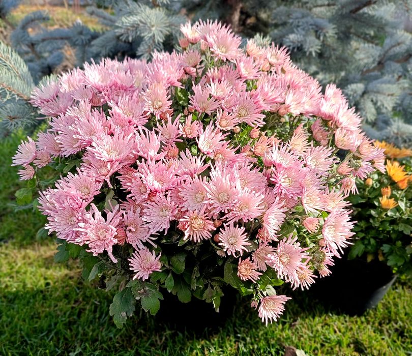 Хризантема Корто пінк