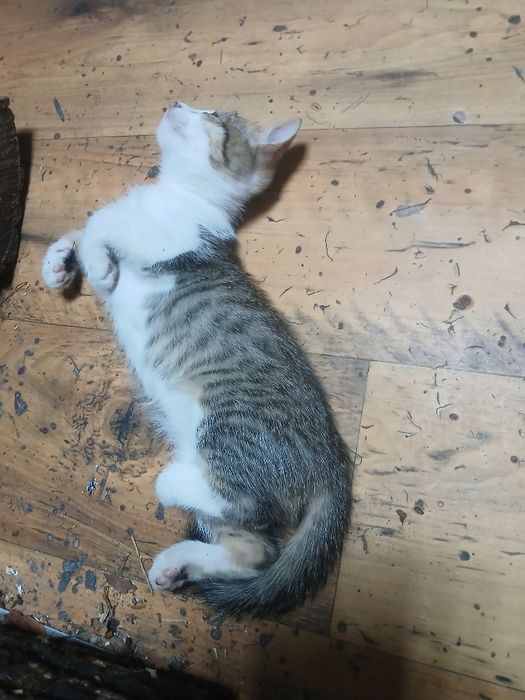 Отдам котенка от веслоухой кошки