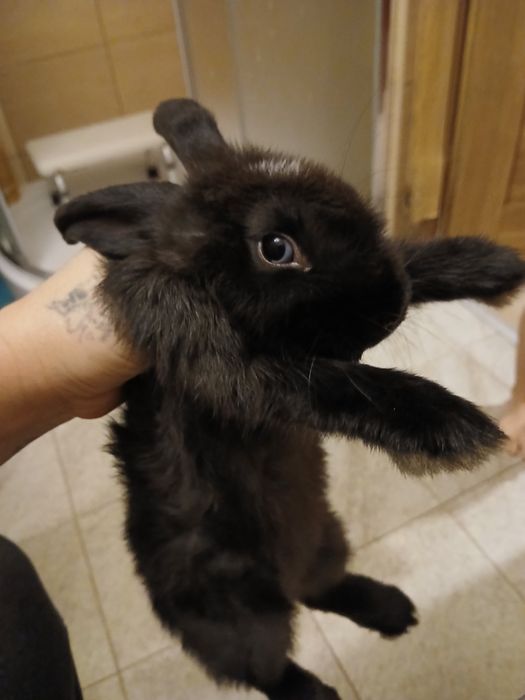 Krolik miniature 4 m